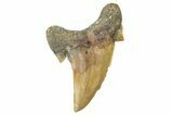 Fossil Shark Tooth (Otodus) - Morocco #259912-1